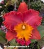 Rlc. Orange Diamand 1
